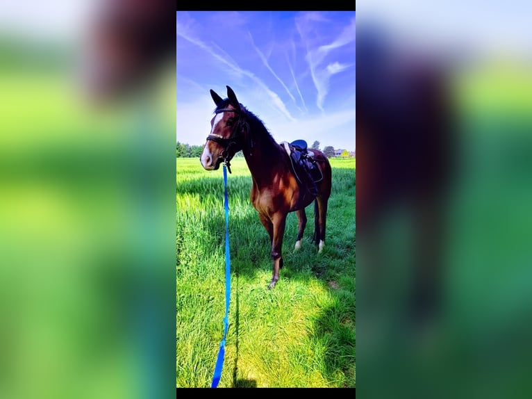 Trakehner Wallach 5 Jahre 167 cm Brauner in Dinslaken