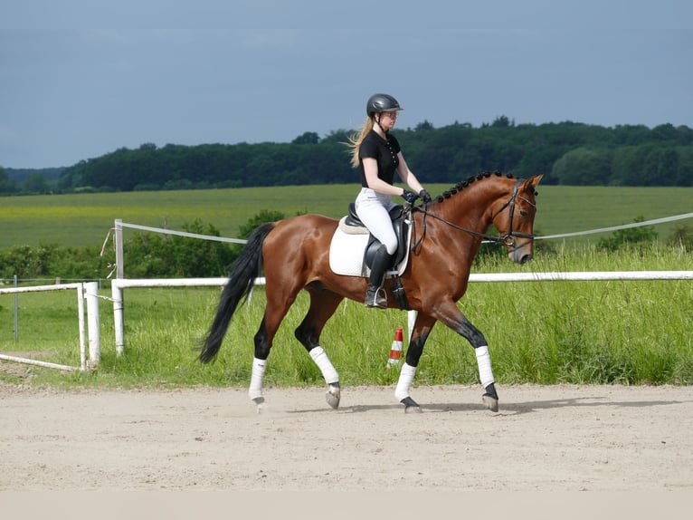 Trakehner Wallach 5 Jahre 167 cm Brauner in Ganschow