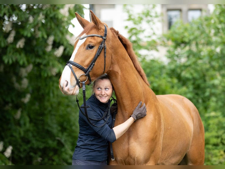 Trakehner Wallach 5 Jahre 167 cm Fuchs in Wolfhagen
