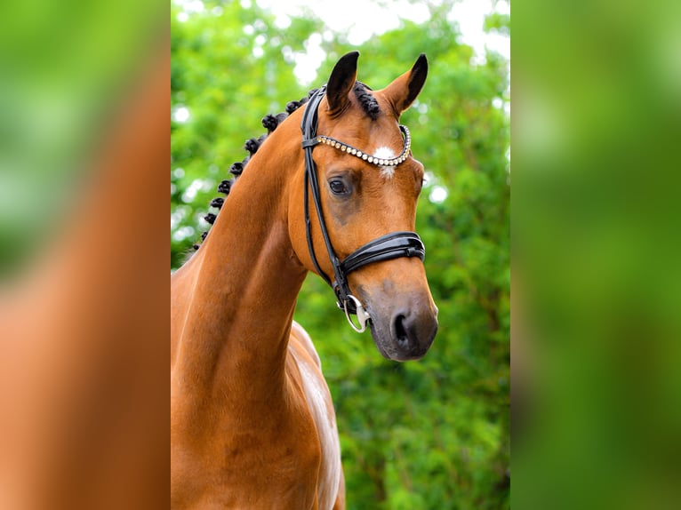 Trakehner Wallach 5 Jahre 168 cm Brauner in Freienwill