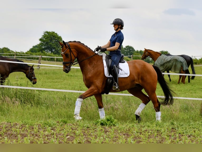 Trakehner Wallach 5 Jahre 168 cm Brauner in Freienwill