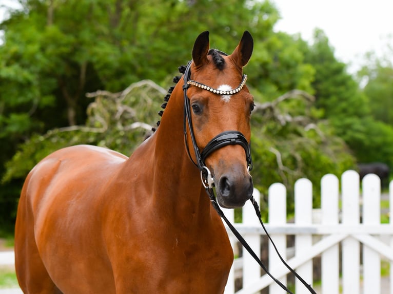 Trakehner Wallach 5 Jahre 168 cm Brauner in Freienwill