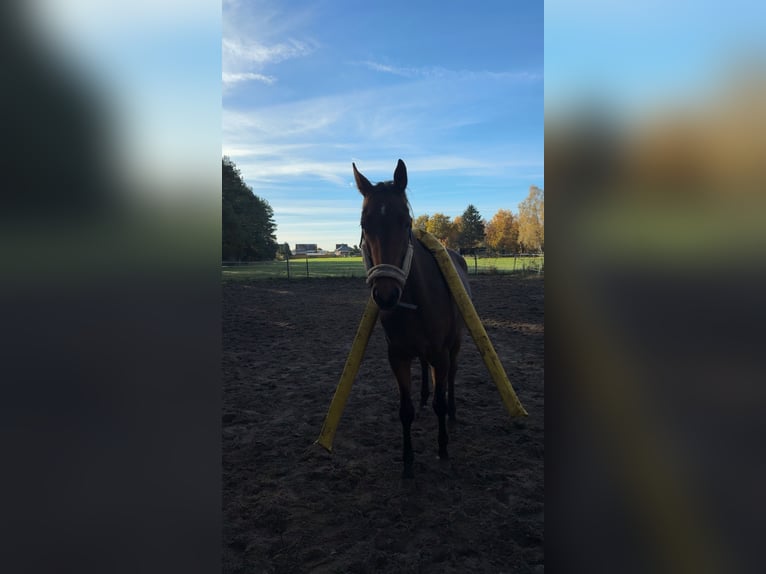 Trakehner Wallach 5 Jahre 168 cm Brauner in Meßstetten