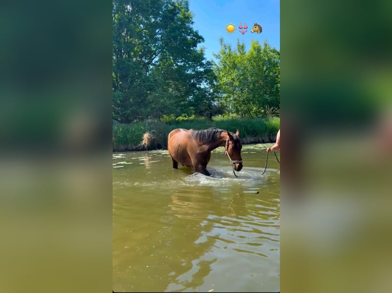 Trakehner Wallach 5 Jahre 168 cm Brauner in Meßstetten