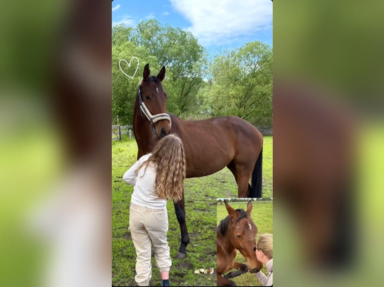 Trakehner Wallach 5 Jahre 168 cm Brauner in Meßstetten