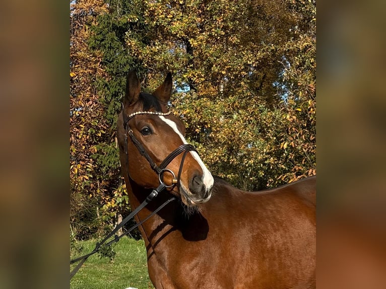 Trakehner Wallach 5 Jahre 168 cm Brauner in Dorsten