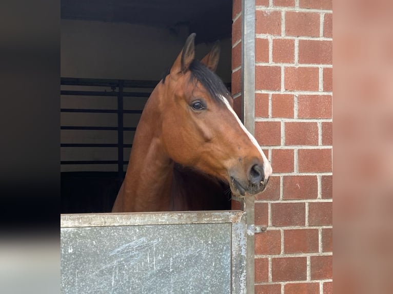 Trakehner Wallach 5 Jahre 168 cm Brauner in Dorsten