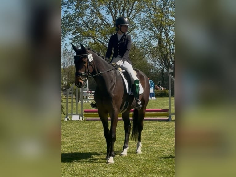 Trakehner Wallach 5 Jahre 168 cm Dunkelbrauner in Dannau