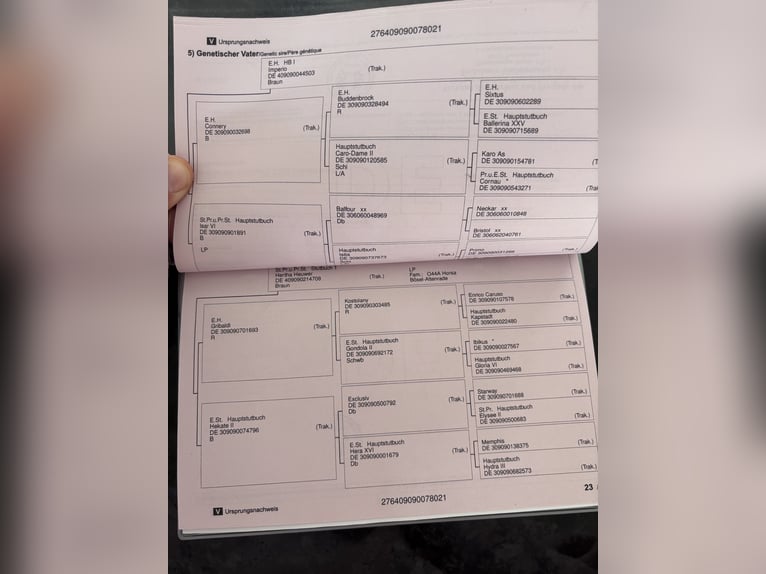 Trakehner Wallach 5 Jahre 168 cm Fuchs in Langenenslingen