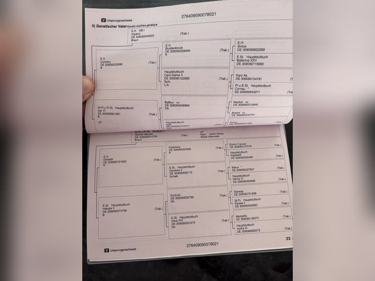 Trakehner Wallach 5 Jahre 168 cm Fuchs in Langenenslingen