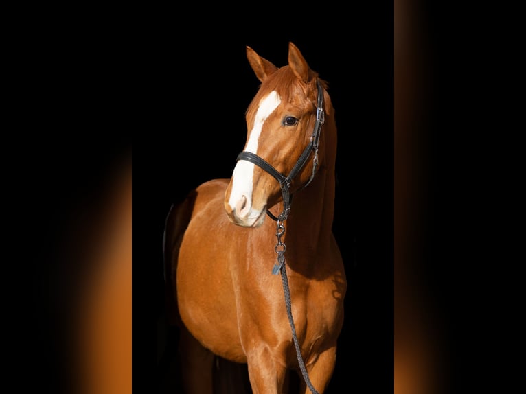 Trakehner Wallach 5 Jahre 168 cm Fuchs in Heidekrug