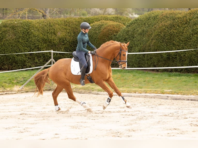 Trakehner Wallach 5 Jahre 168 cm Fuchs in Heidekrug