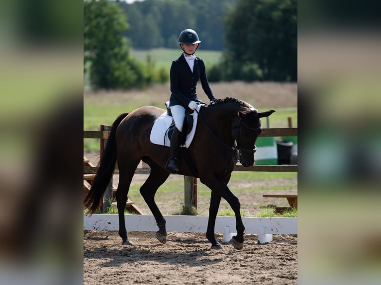 Trakehner Wallach 5 Jahre 168 cm Rappe in Olsztyn