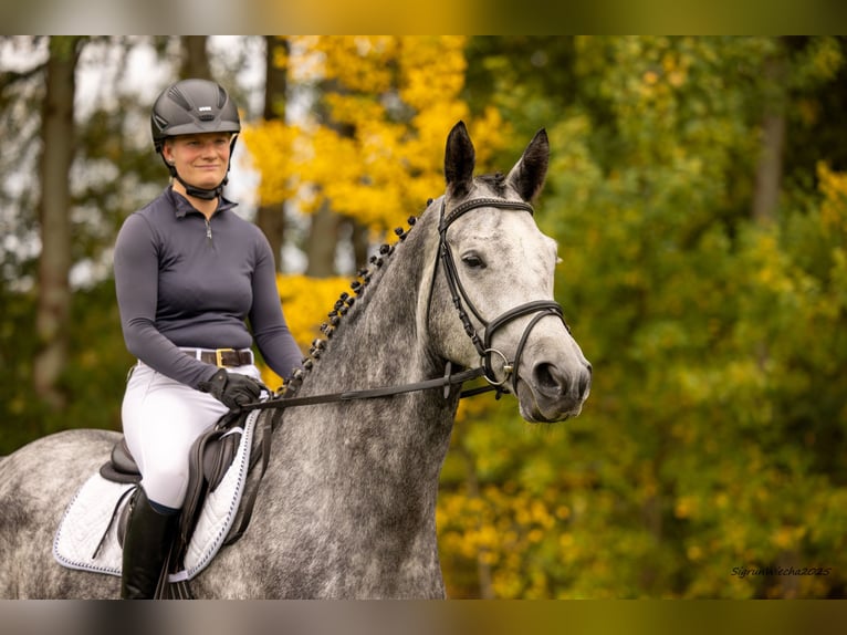 Trakehner Wallach 5 Jahre 168 cm Schimmel in Heidekrug