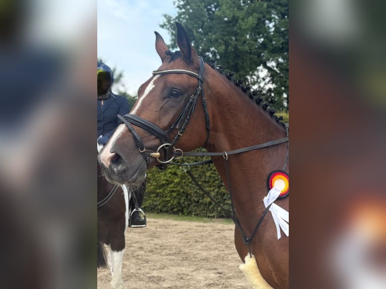 Trakehner Wallach 5 Jahre 169 cm Brauner in Reken