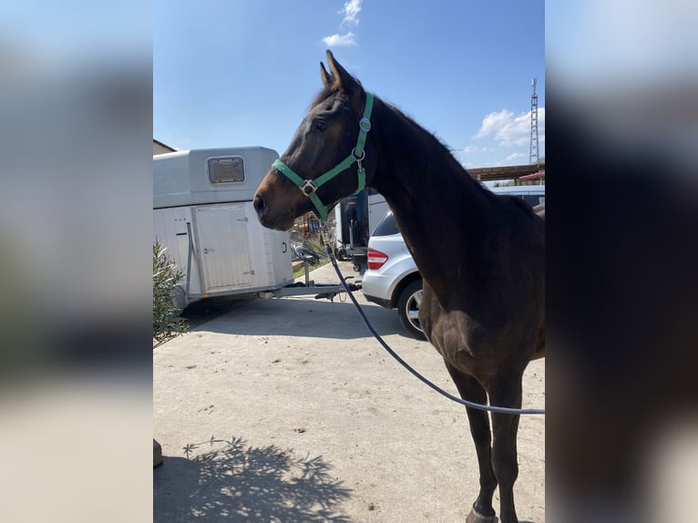 Trakehner Wallach 5 Jahre 169 cm Brauner in Möckern