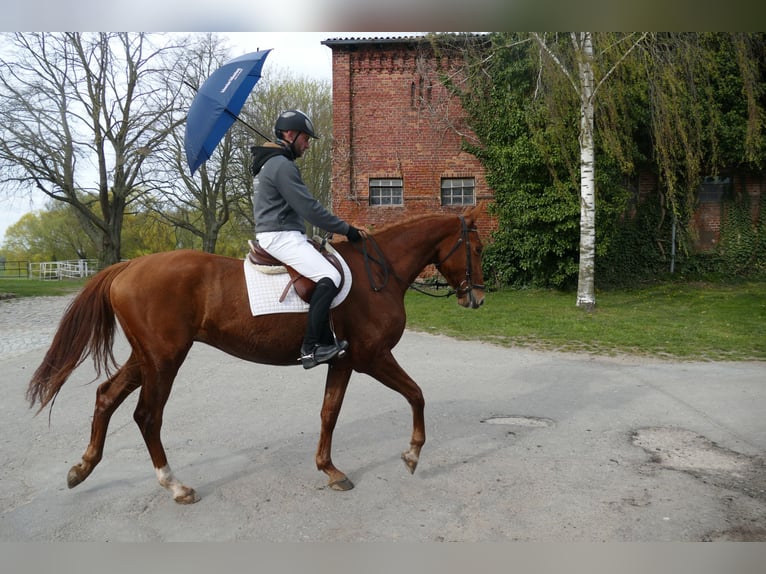 Trakehner Wallach 5 Jahre 169 cm Fuchs in Ganschow