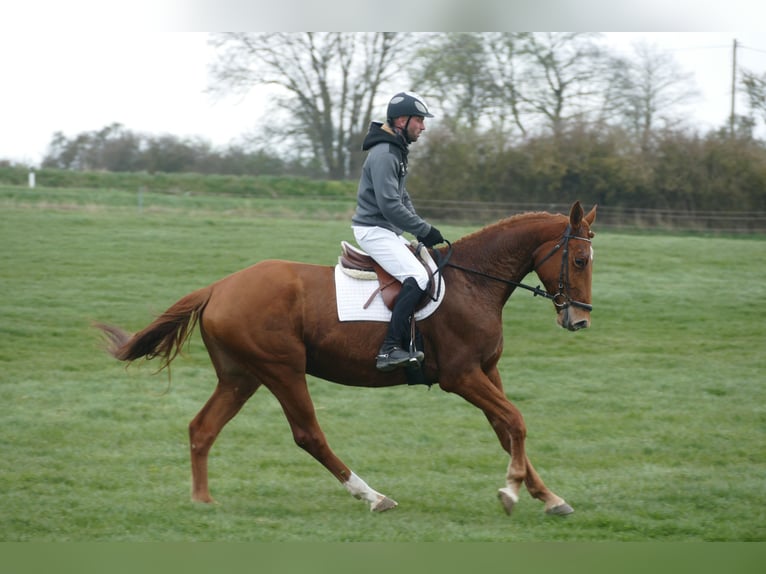 Trakehner Wallach 5 Jahre 169 cm Fuchs in Ganschow