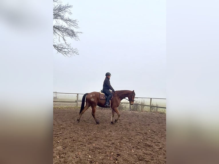 Trakehner Wallach 5 Jahre 170 cm Brauner in Hankensbüttel