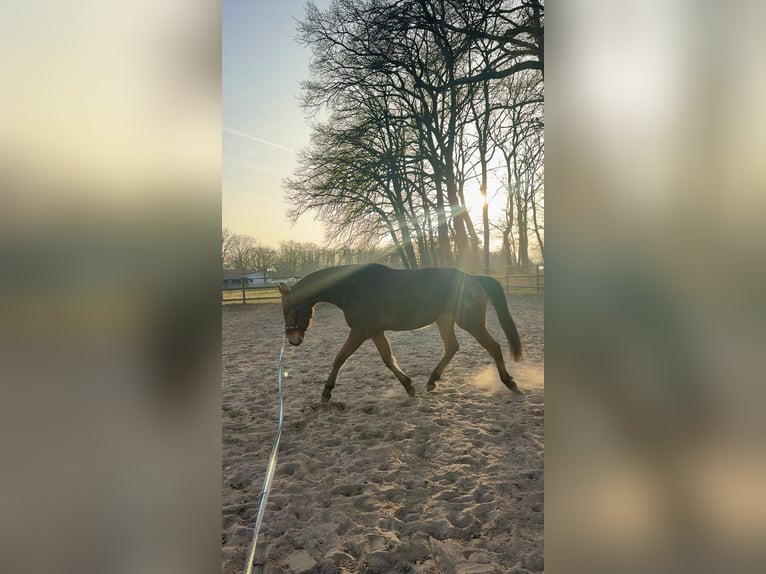 Trakehner Wallach 5 Jahre 170 cm Brauner in Hankensbüttel