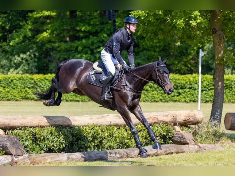 Trakehner Wallach 5 Jahre 170 cm Dunkelbrauner in Neuenkirchen
