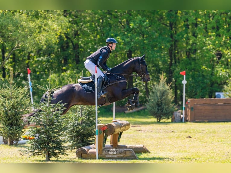 Trakehner Wallach 5 Jahre 170 cm Dunkelbrauner in Neuenkirchen
