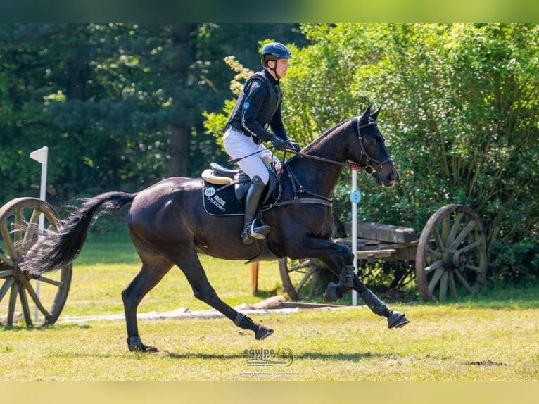 Trakehner Wallach 5 Jahre 170 cm Dunkelbrauner in Neuenkirchen