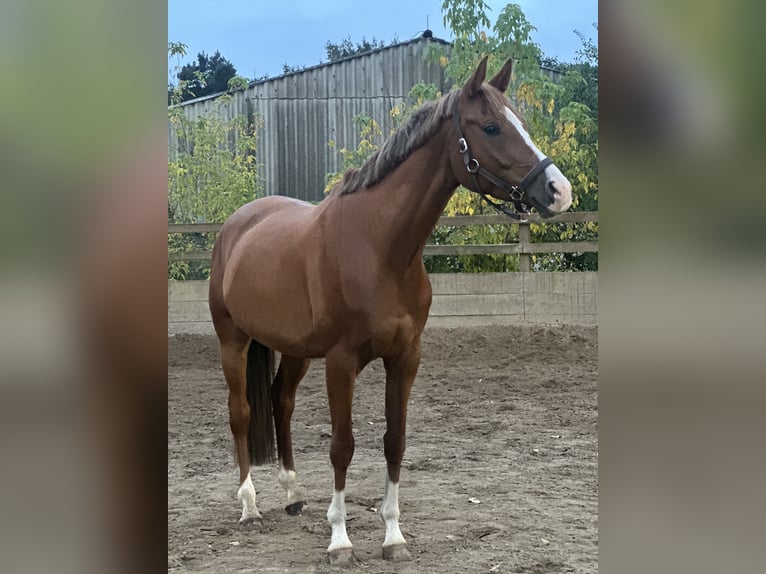 Trakehner Wallach 5 Jahre 170 cm Fuchs in Hönow Trakehner Wallach 5 Jahre 170 cm Fuchs in Hönow