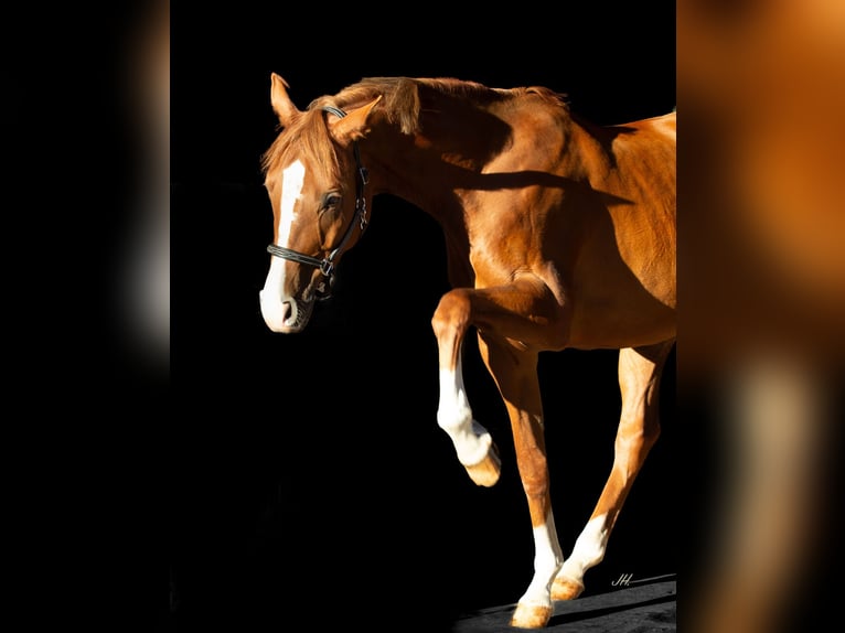Trakehner Wallach 5 Jahre 170 cm Fuchs in Hönow Trakehner Wallach 5 Jahre 170 cm Fuchs in Hönow