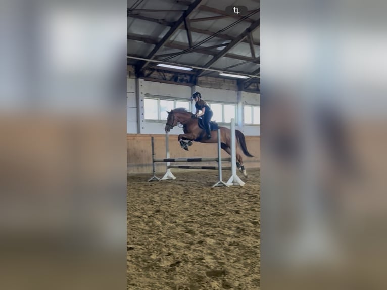 Trakehner Wallach 5 Jahre 170 cm Fuchs in Hönow Trakehner Wallach 5 Jahre 170 cm Fuchs in Hönow