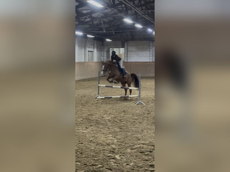 Trakehner Wallach 5 Jahre 170 cm Fuchs in Hönow Trakehner Wallach 5 Jahre 170 cm Fuchs in Hönow