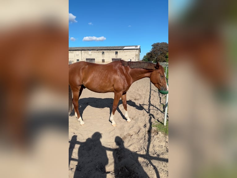 Trakehner Wallach 5 Jahre 170 cm Fuchs in Hönow Trakehner Wallach 5 Jahre 170 cm Fuchs in Hönow