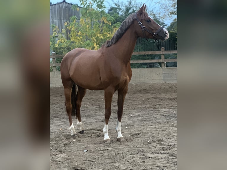 Trakehner Wallach 5 Jahre 170 cm Fuchs in Hönow Trakehner Wallach 5 Jahre 170 cm Fuchs in Hönow