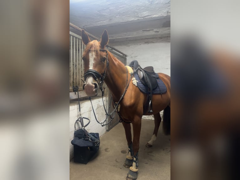 Trakehner Wallach 5 Jahre 170 cm Fuchs in Hönow Trakehner Wallach 5 Jahre 170 cm Fuchs in Hönow
