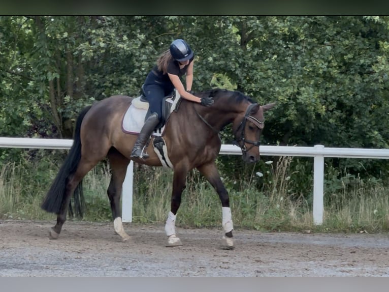 Trakehner Wallach 5 Jahre 171 cm Brauner in Wiesbaden
