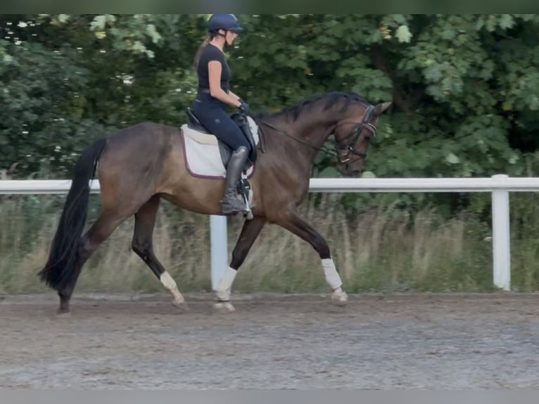Trakehner Wallach 5 Jahre 171 cm Brauner in Wiesbaden