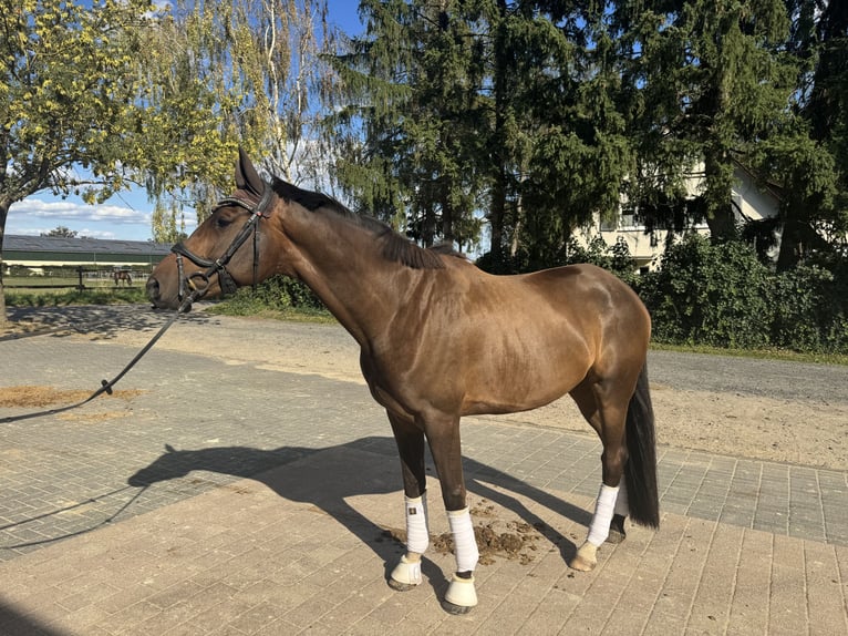 Trakehner Wallach 5 Jahre 171 cm Brauner in Wiesbaden