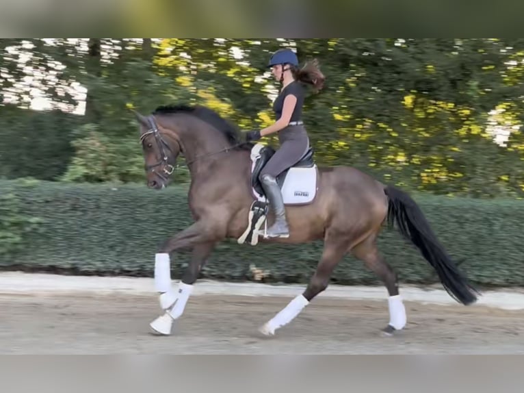 Trakehner Wallach 5 Jahre 171 cm Brauner in Wiesbaden