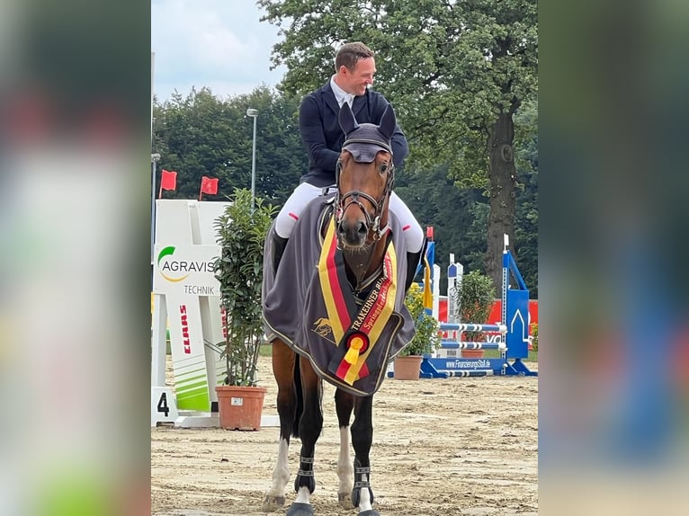 Trakehner Wallach 5 Jahre 171 cm Brauner in Wolfhagen