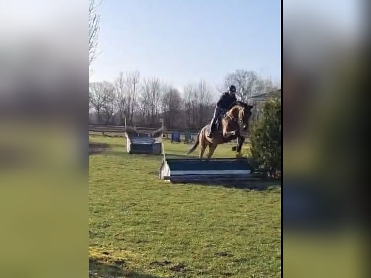 Trakehner Wallach 5 Jahre 171 cm Brauner in Lübeck