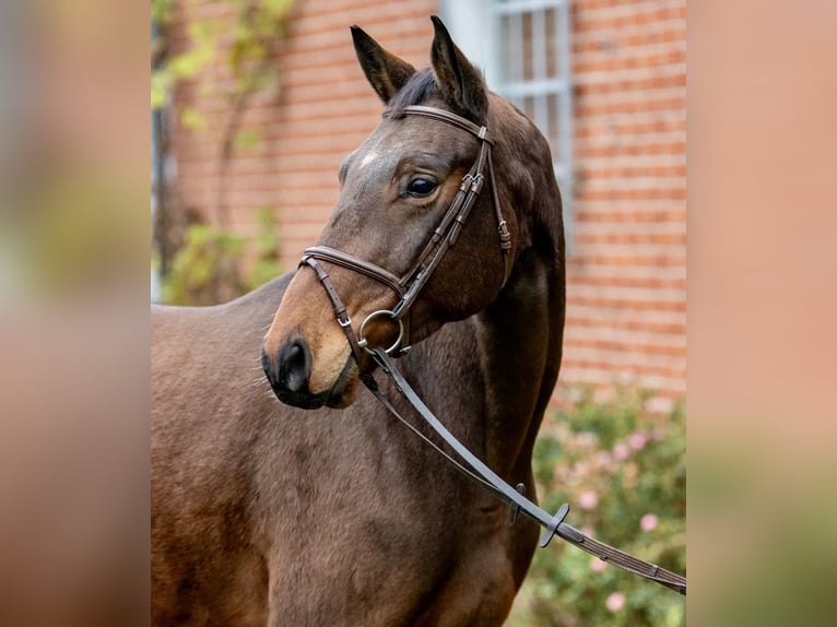 Trakehner Wallach 5 Jahre 171 cm Brauner in Lübeck