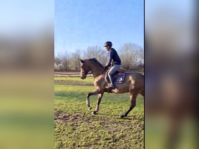 Trakehner Wallach 5 Jahre 171 cm Brauner in Lübeck