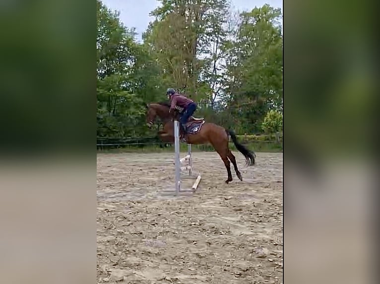 Trakehner Wallach 5 Jahre 171 cm Brauner in Lübeck