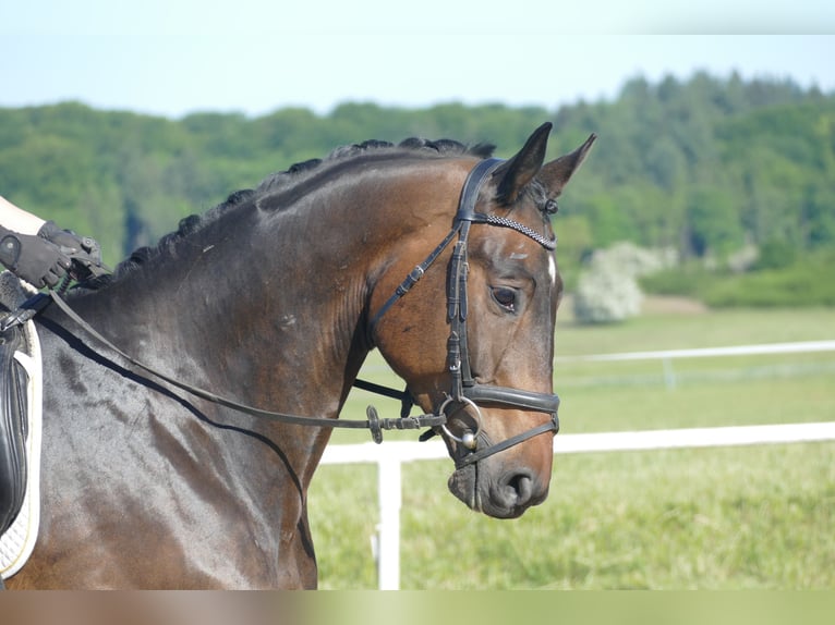 Trakehner Wallach 5 Jahre 171 cm Dunkelbrauner in Ganschow