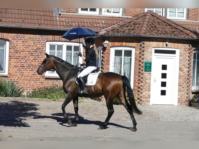 Trakehner Wallach 5 Jahre 171 cm Dunkelbrauner in Ganschow