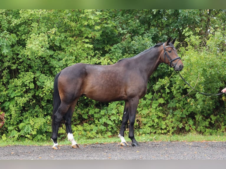 Trakehner Wallach 5 Jahre 171 cm Dunkelbrauner in Ahrensbök