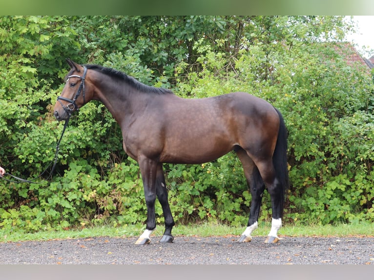 Trakehner Wallach 5 Jahre 171 cm Dunkelbrauner in Ahrensbök