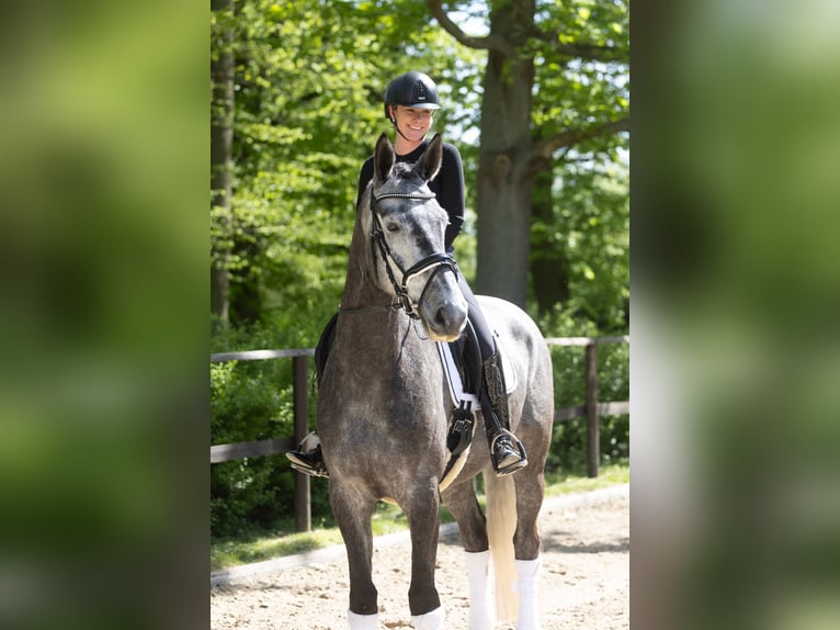 Trakehner Wallach 5 Jahre 171 cm Schimmel in Kremmen