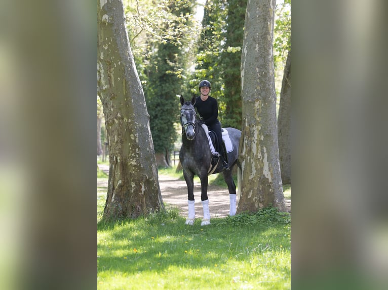 Trakehner Wallach 5 Jahre 171 cm Schimmel in Kremmen