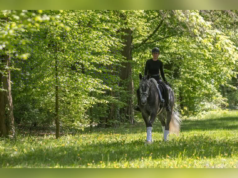 Trakehner Wallach 5 Jahre 171 cm Schimmel in Kremmen